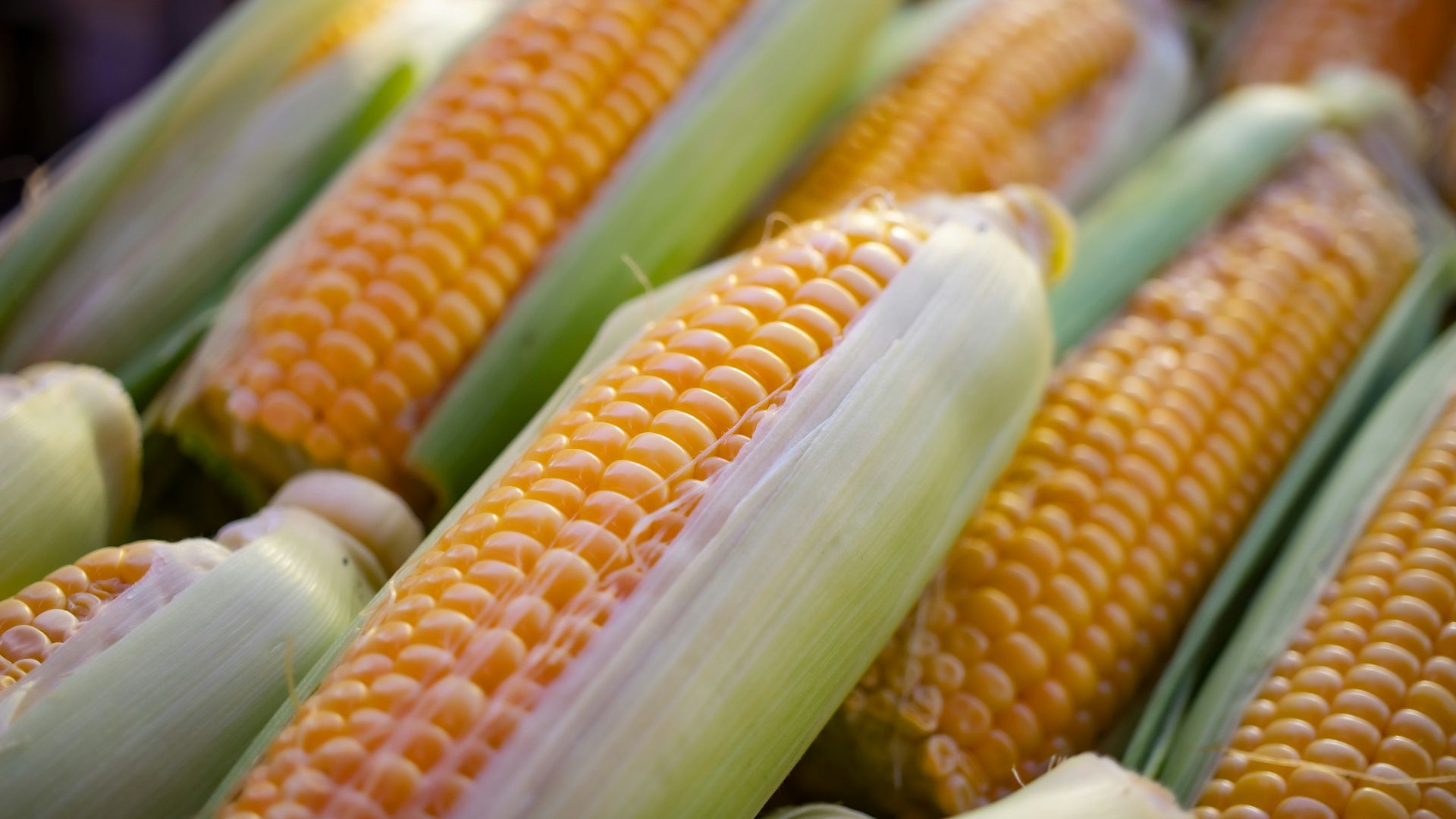 a close up of corn on the cob
