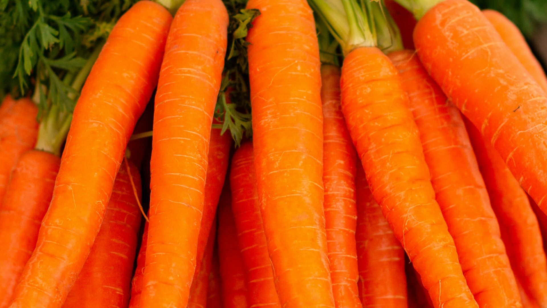 orange carrots on green grass