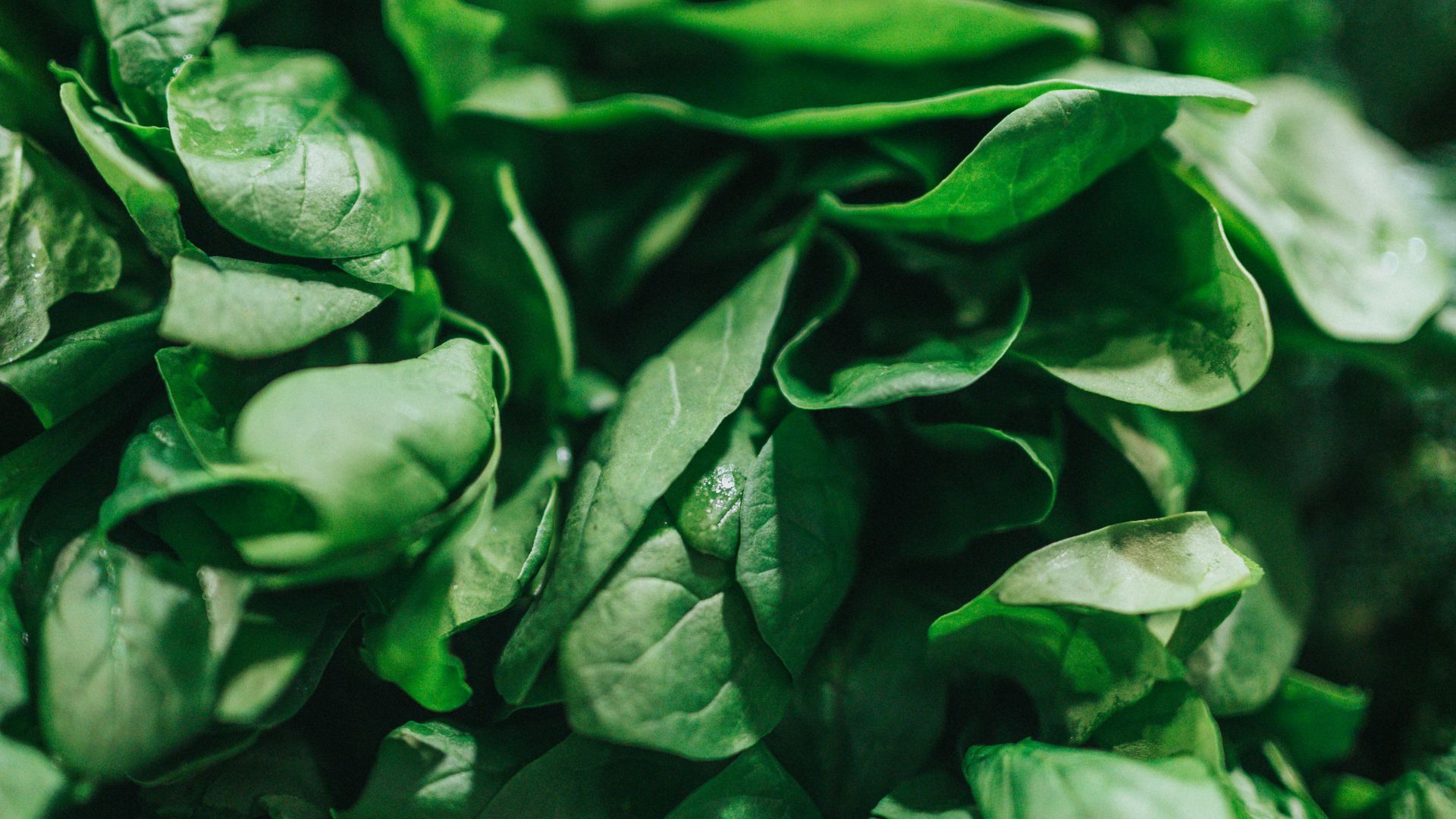 green leafy vegetable