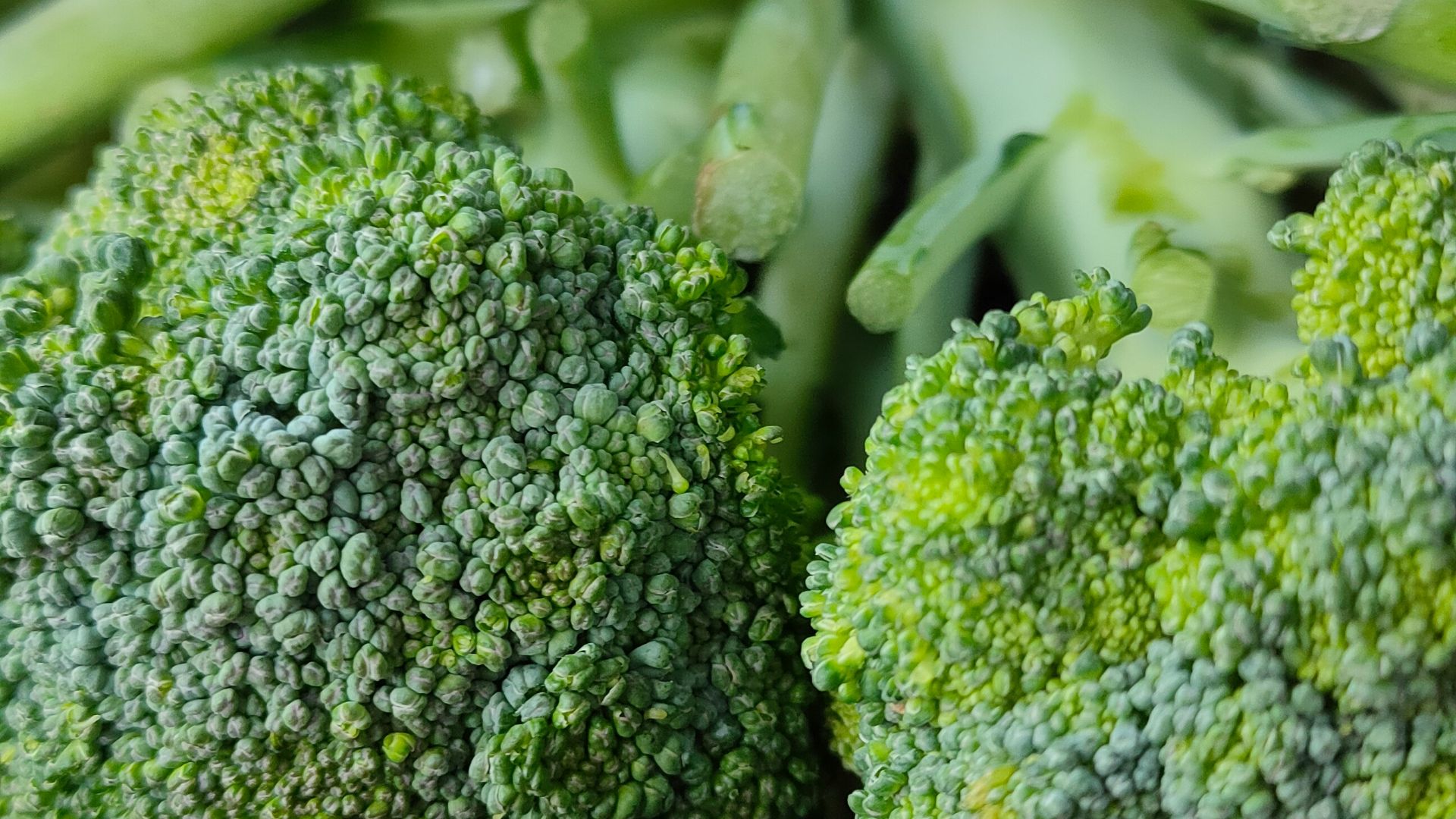 green broccoli in close up photography