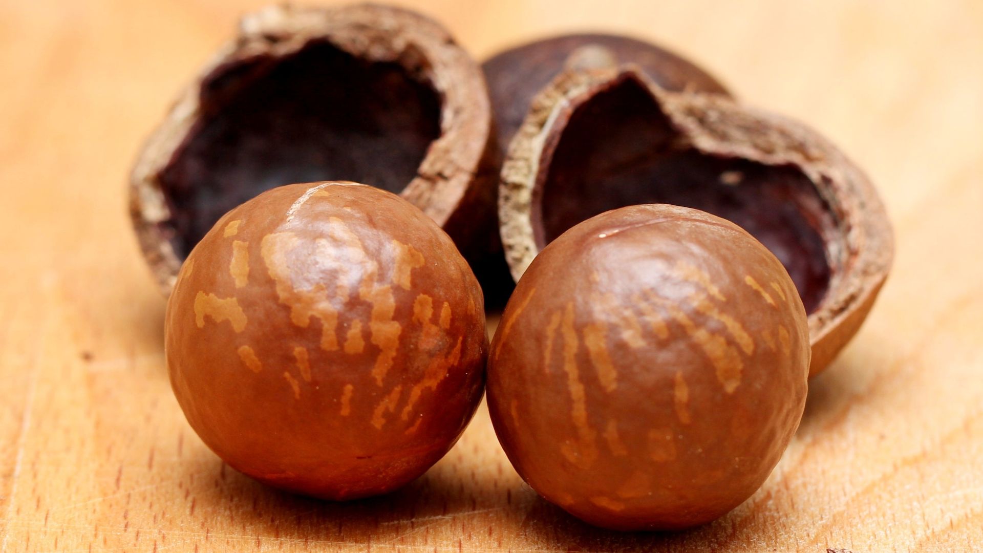 File:Nuts of Macadamia 1152861.jpg