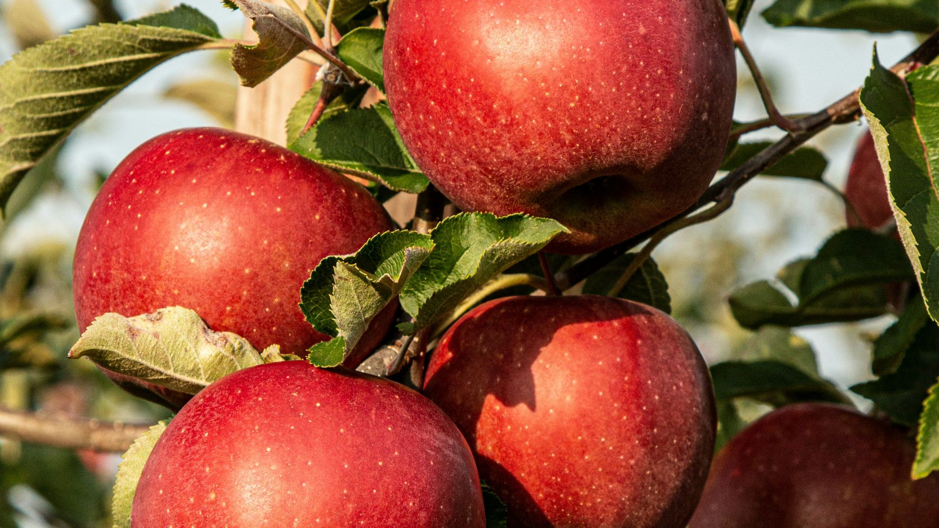 red apple fruit photograph