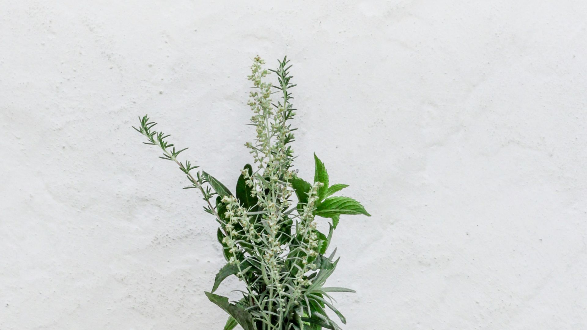 person holding green plants