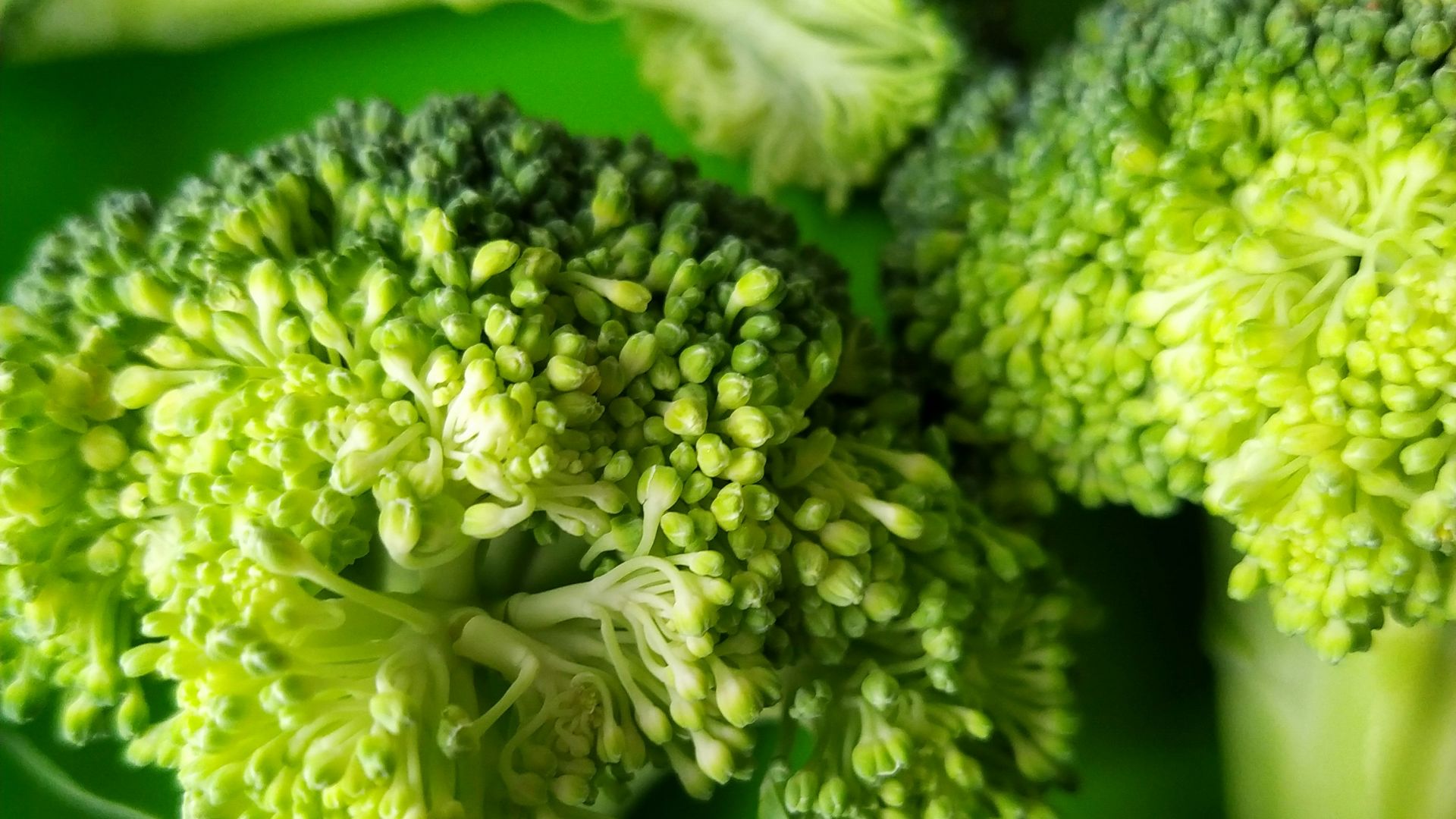 green and white flower bouquet