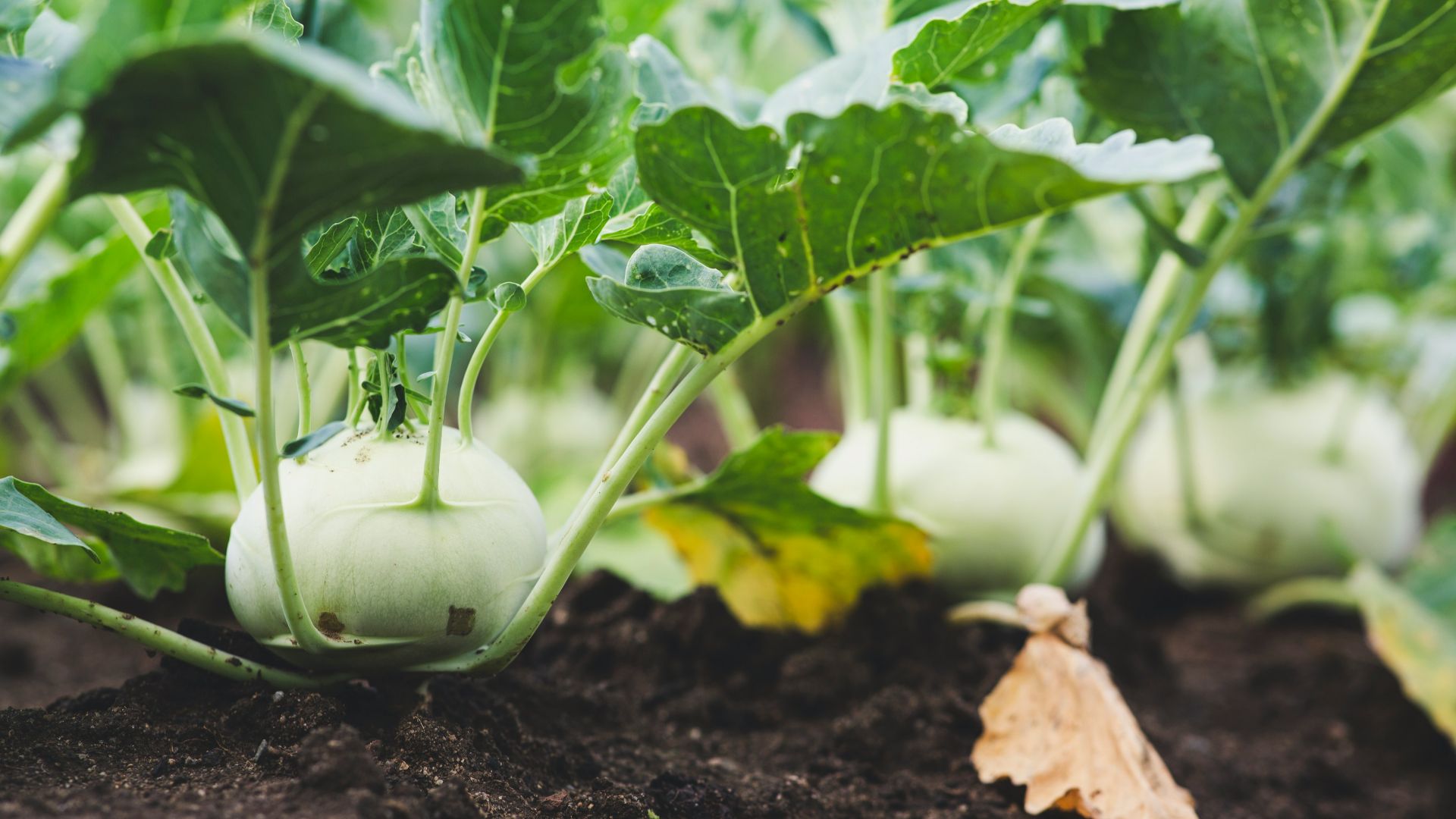 a plant with a round green fruit