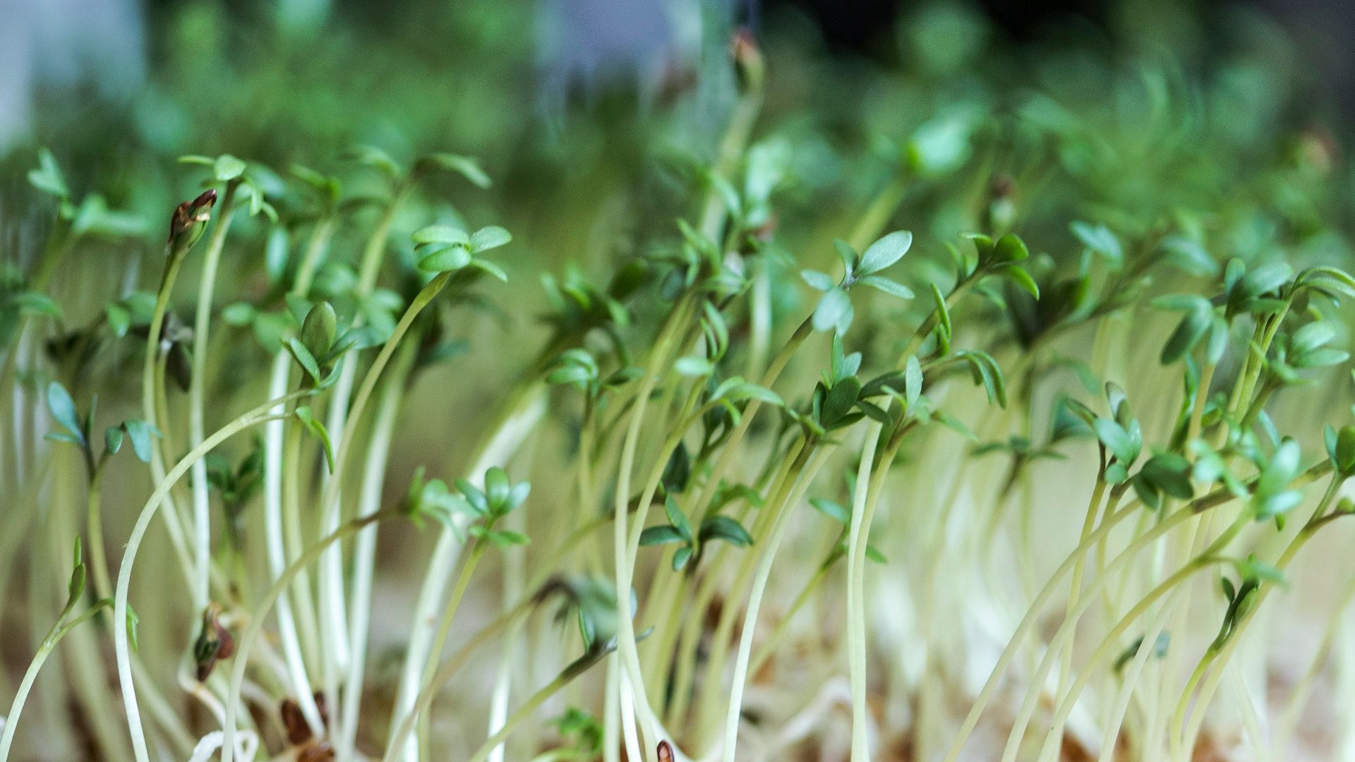 green plant on brown wooden table