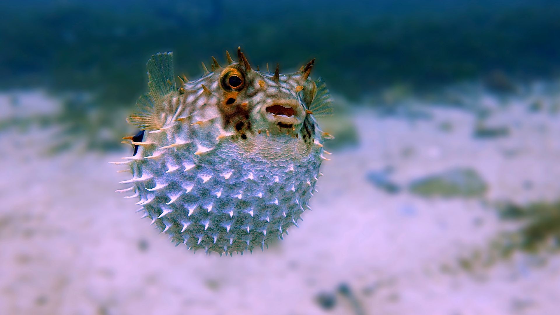 white and brown fish in close up photography