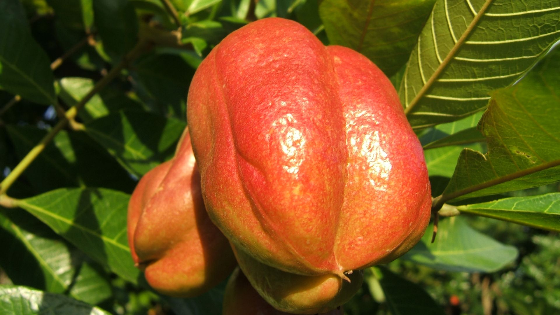 File:Ackee 001.jpg