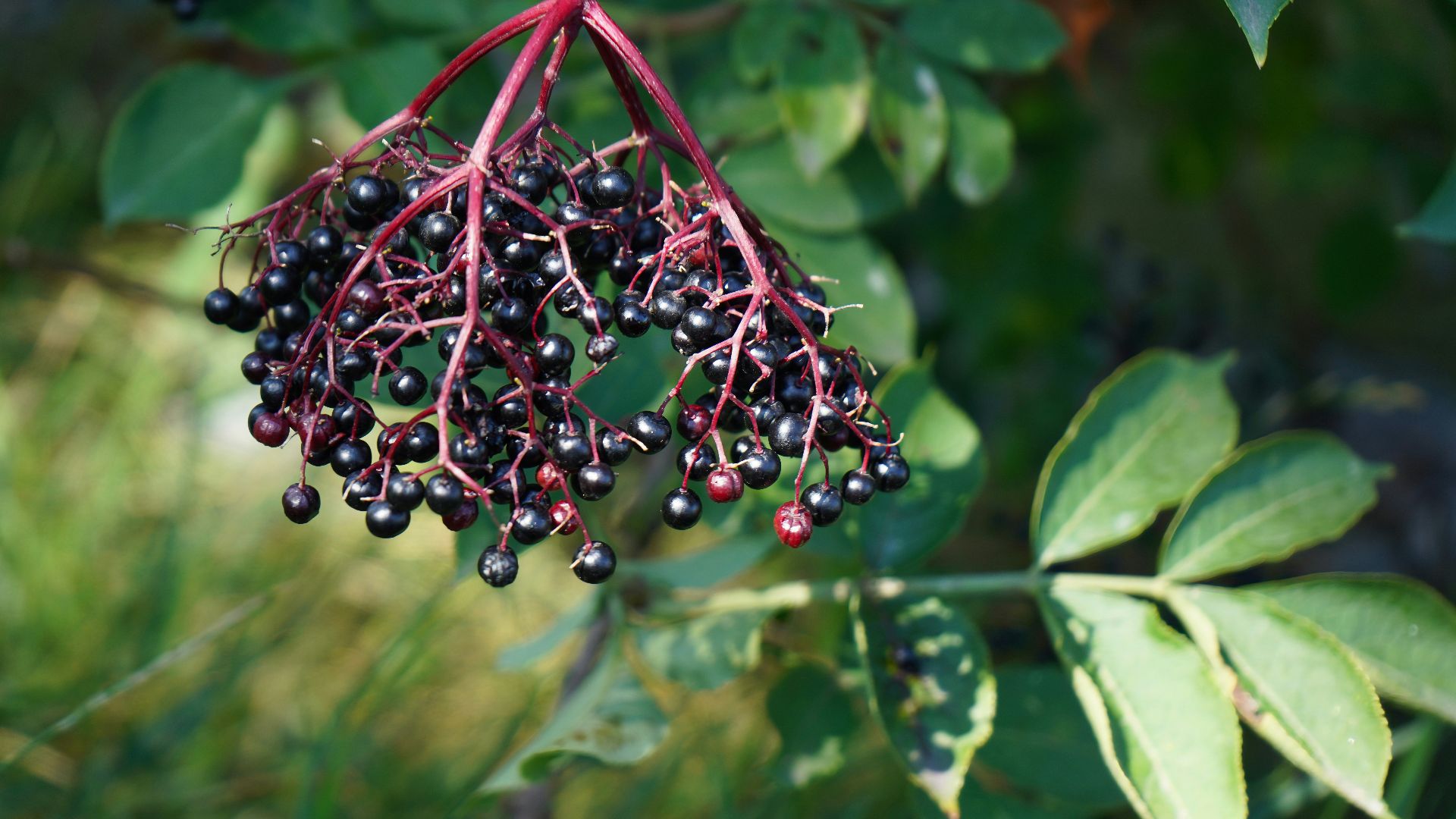 A bunch of berries hanging from a tree