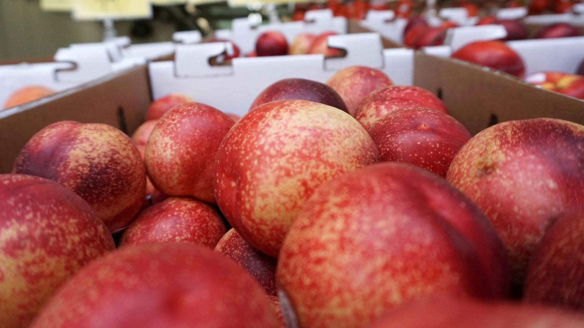 red round fruits on display