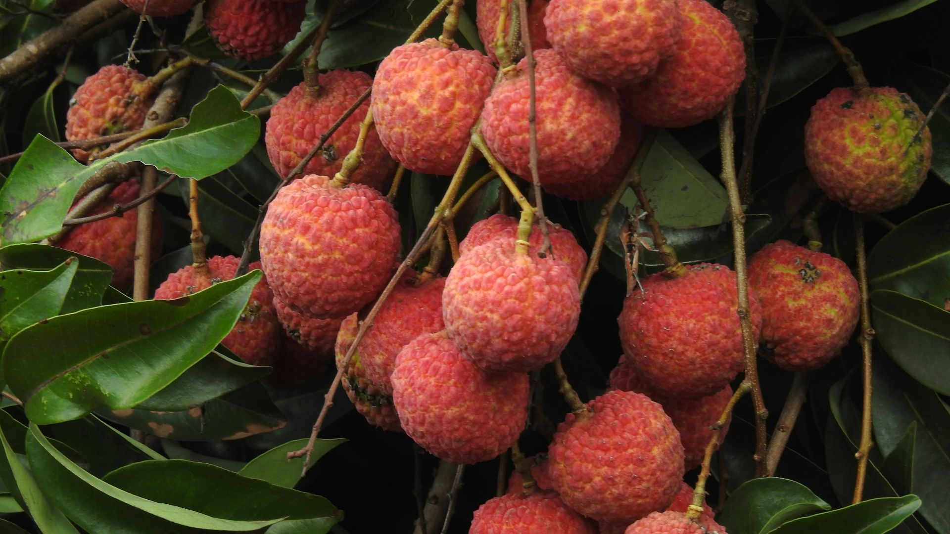 a bunch of fruit hanging from a tree