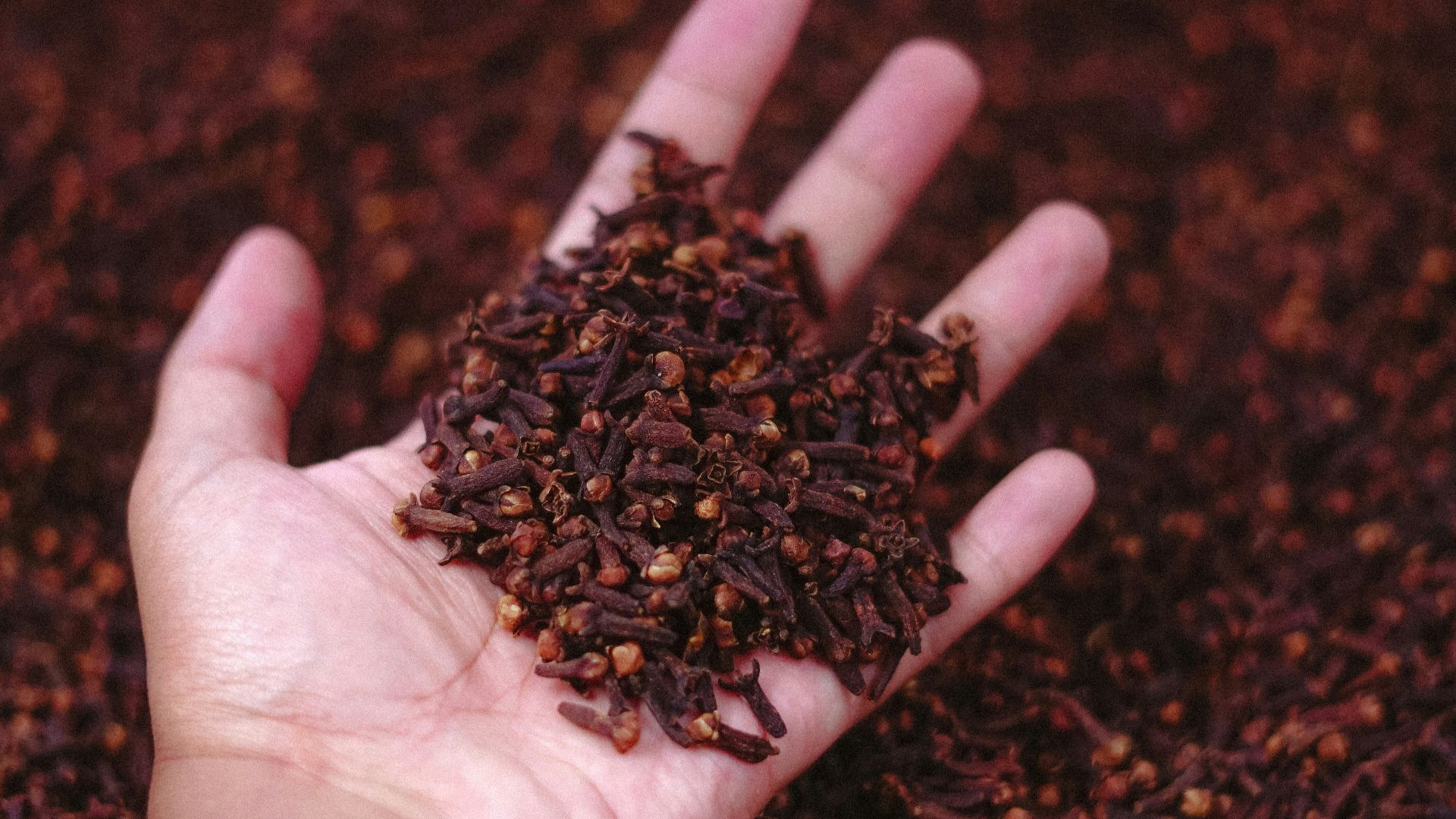 brown coffee beans on persons hand