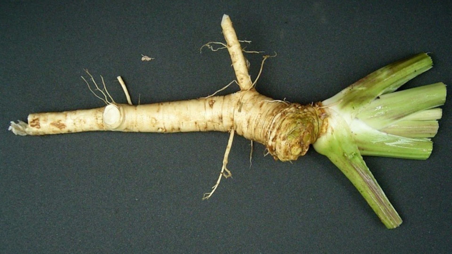 File:Armoracia rusticana 03 ies.jpg