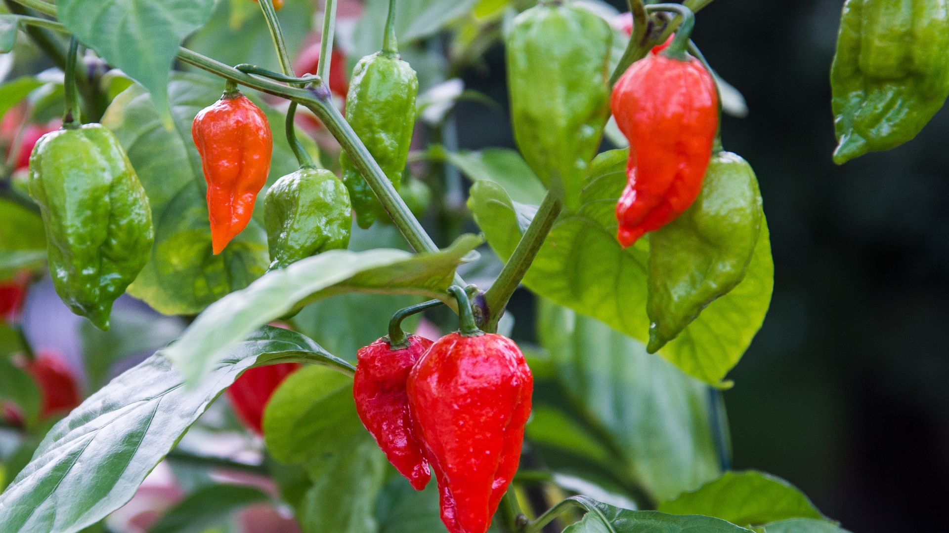 File:Bhut-Jolokia-pc.jpg