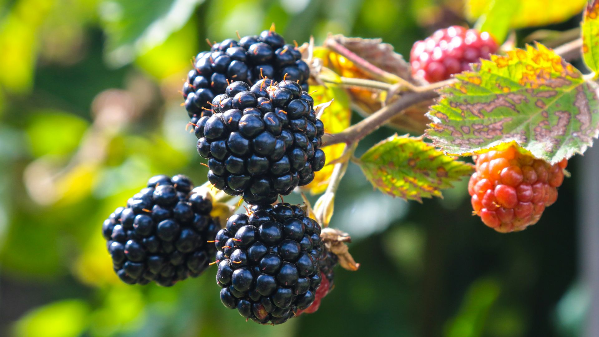 A bunch of blackberries hanging from a tree