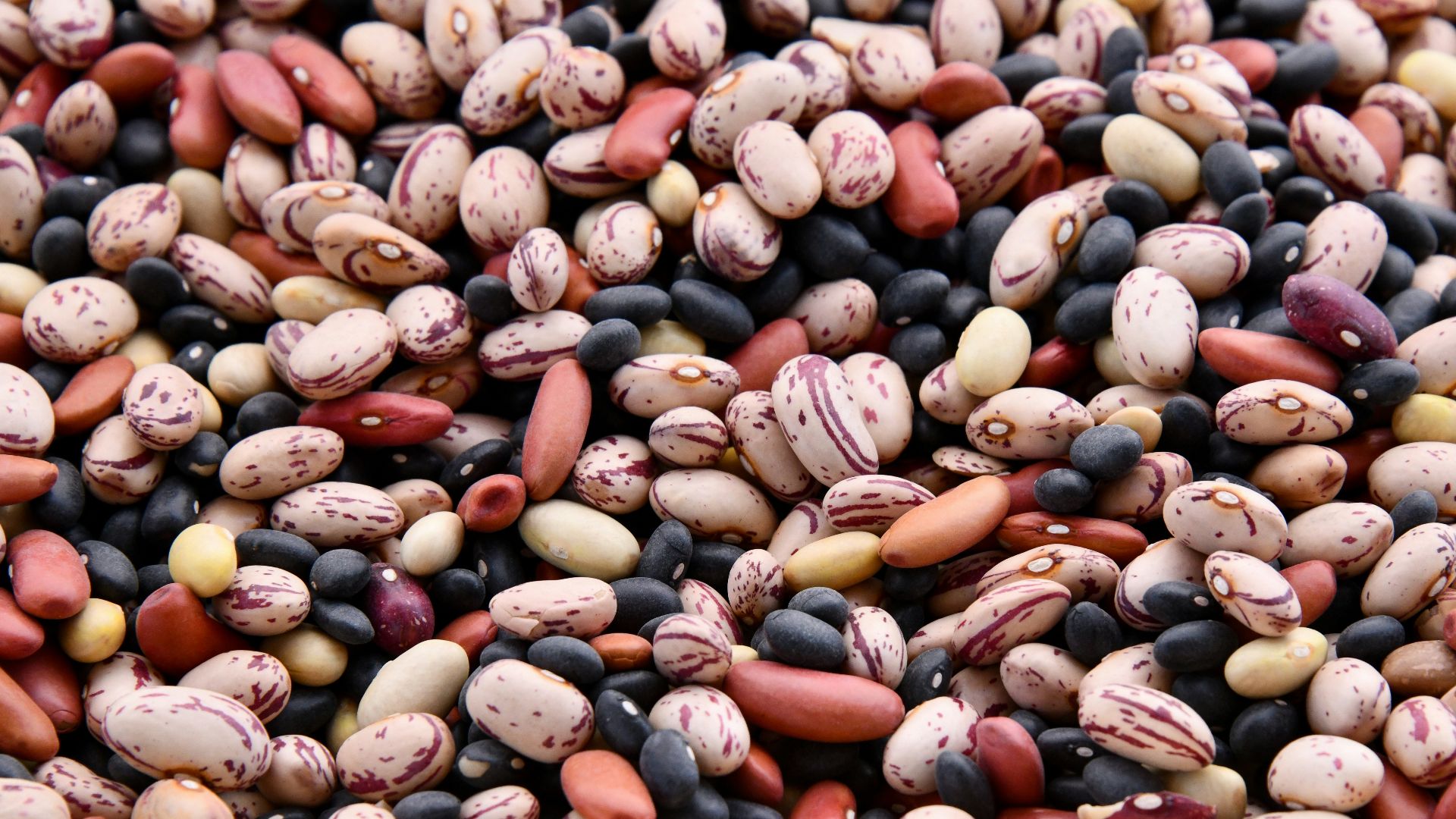 assorted-colored bean lot