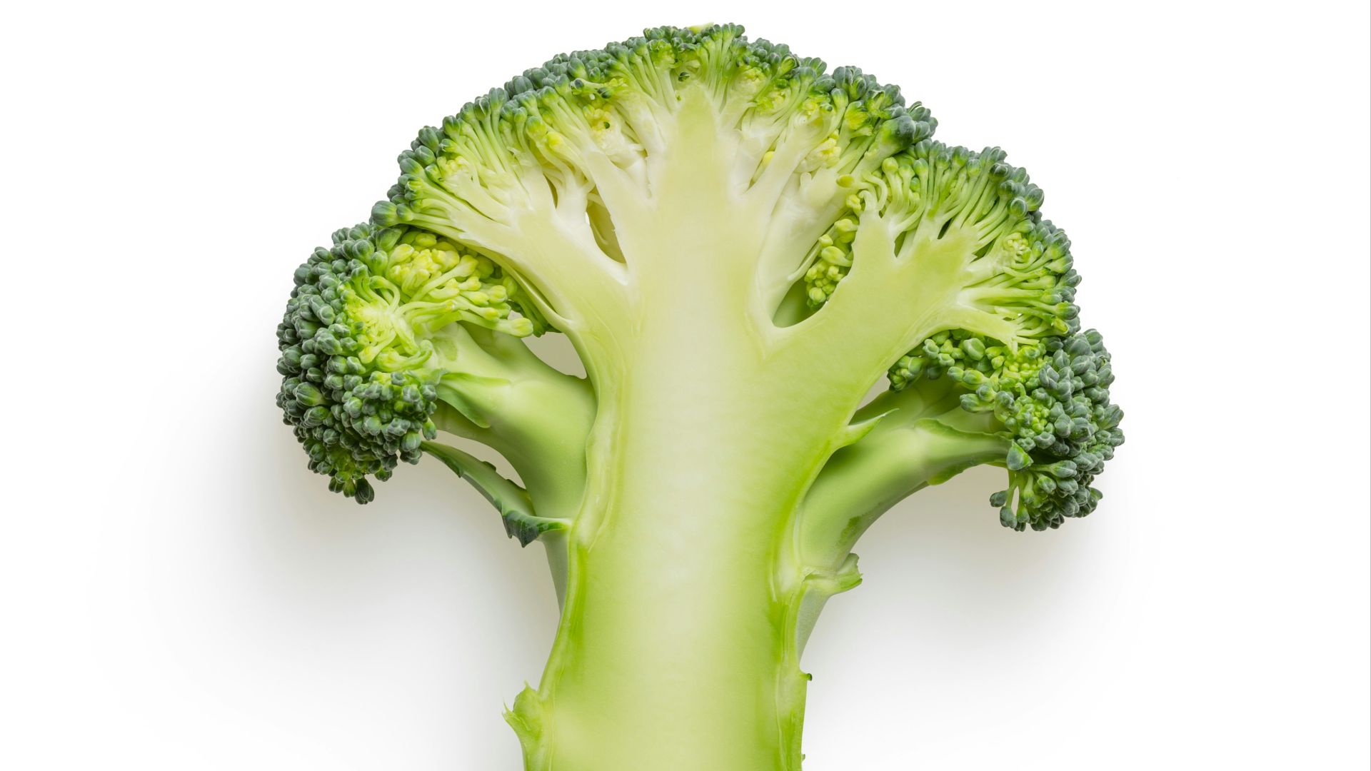 green broccoli on white background