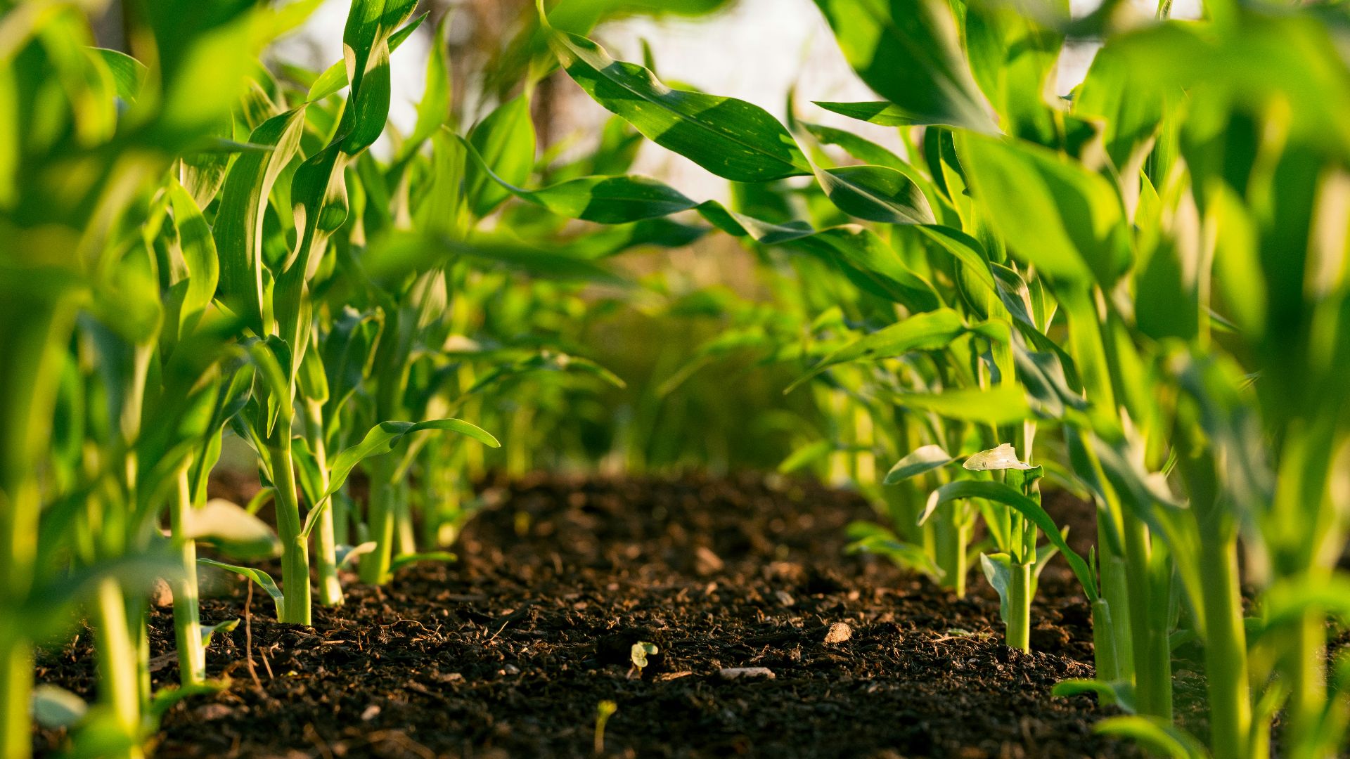 green plant on brown soil