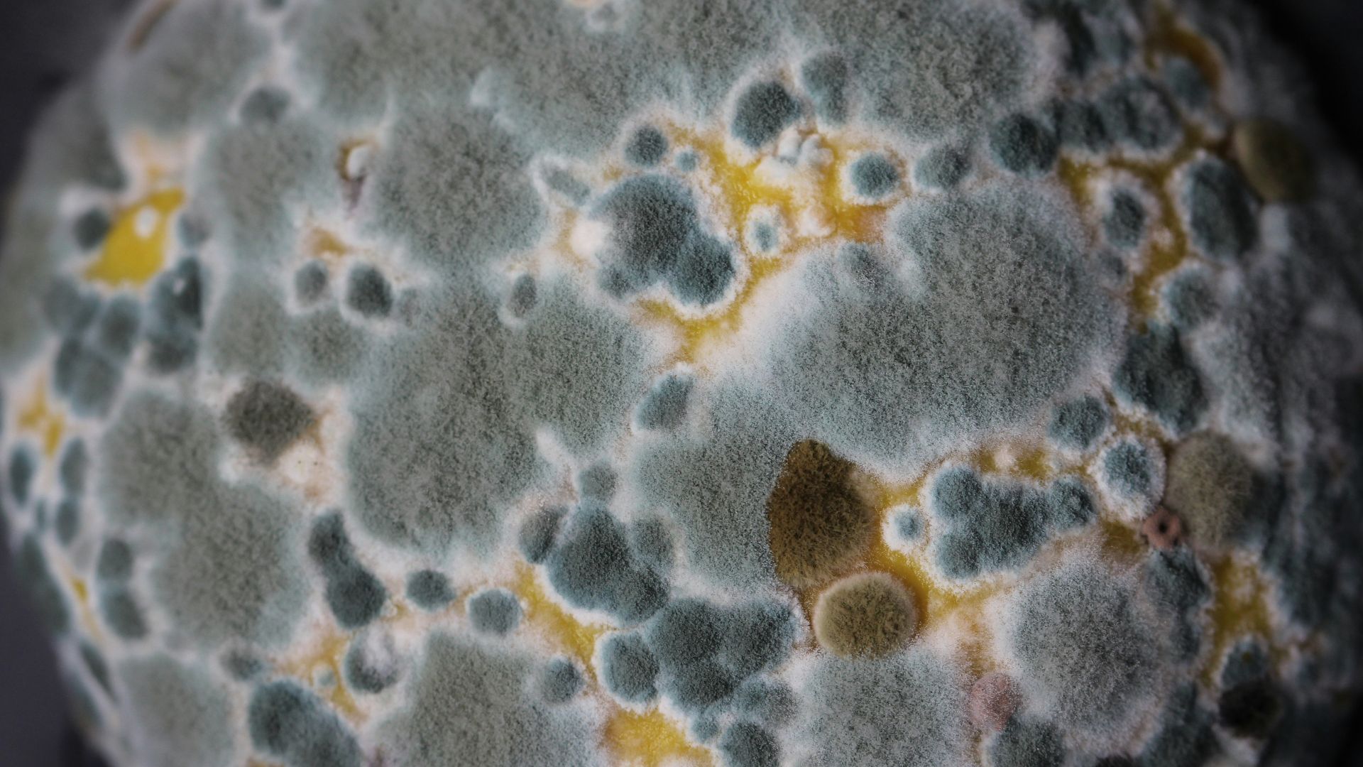 white and blue floral textile