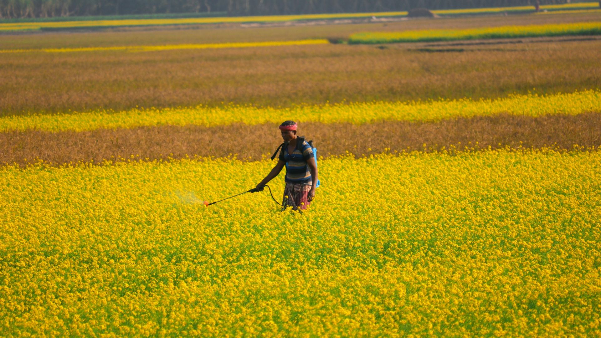 a person in a field of yellow flowers