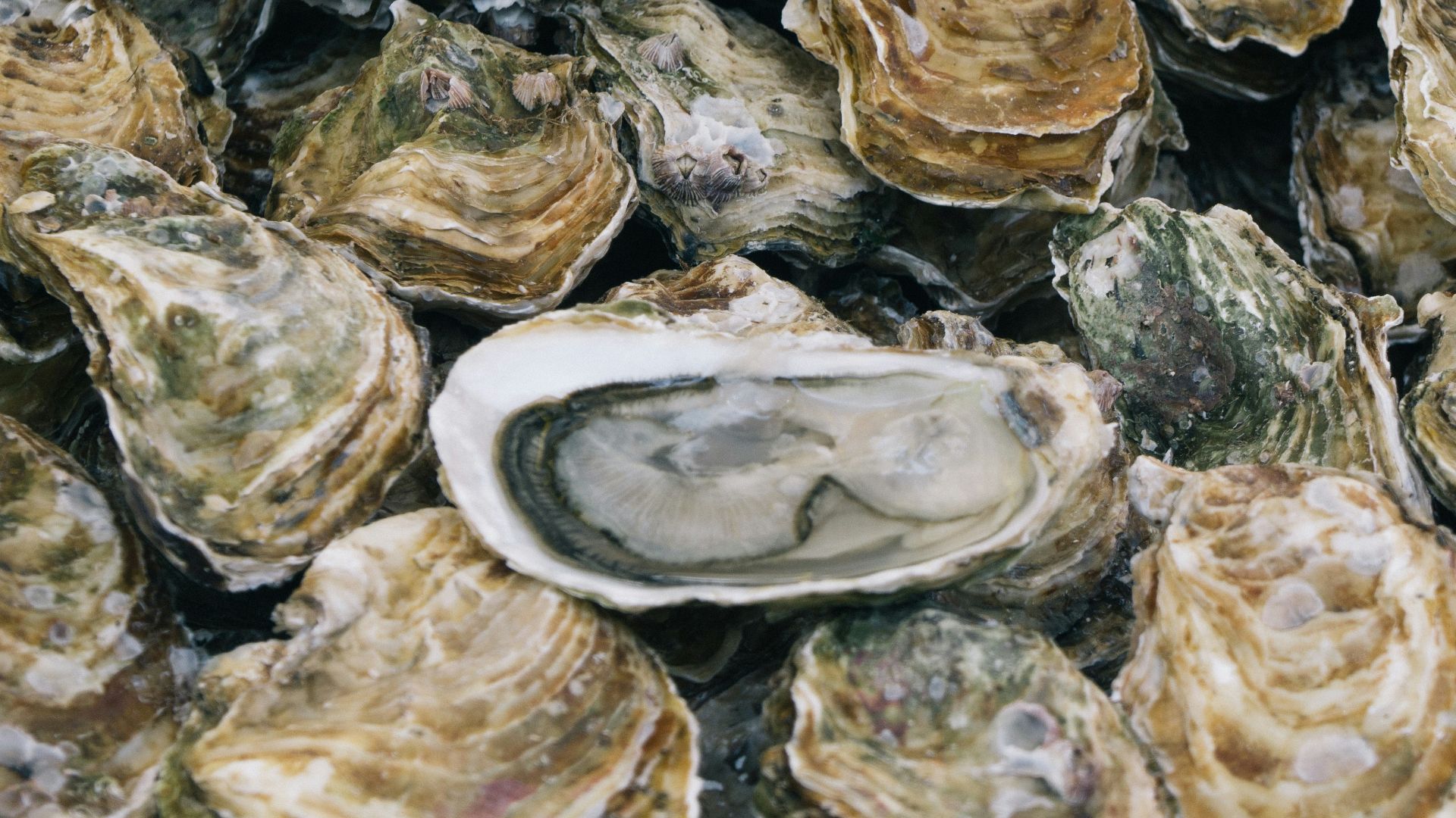 selective focus photography of piled shells