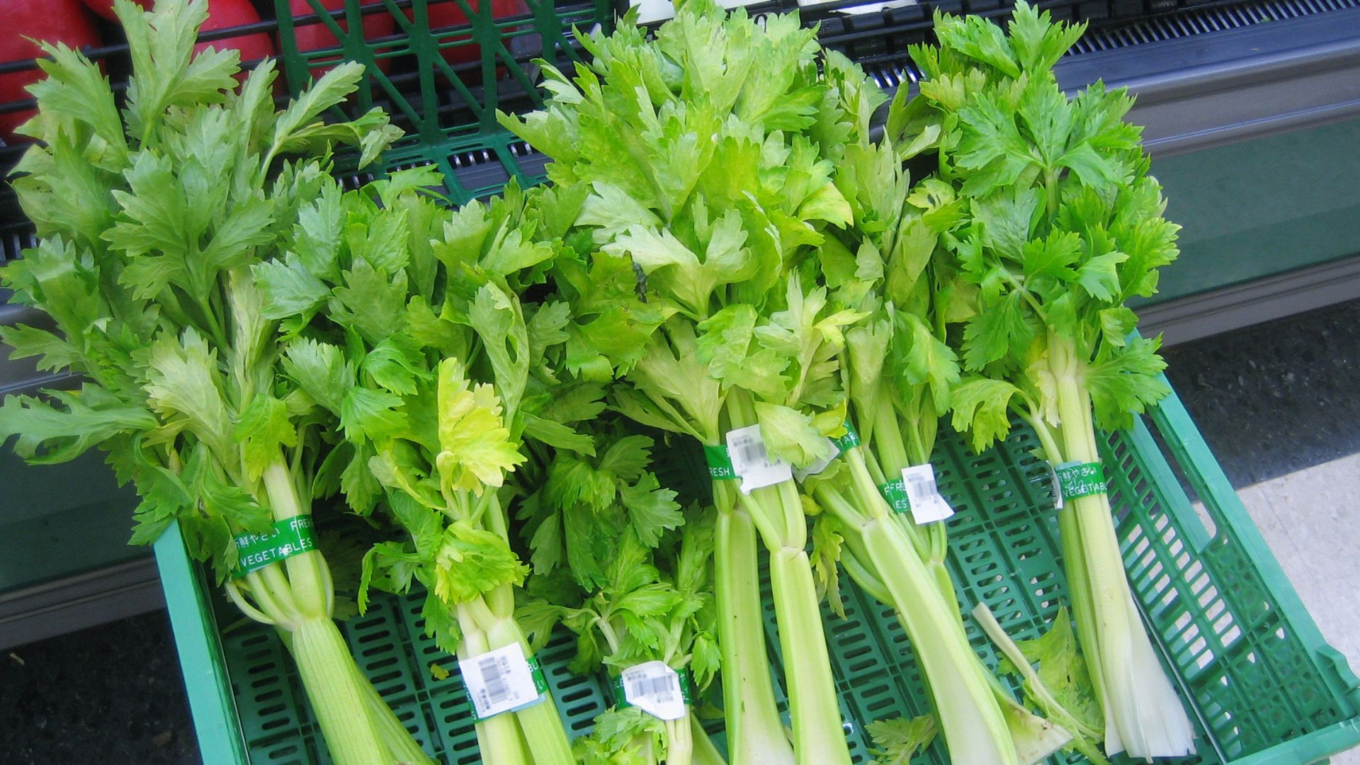 File:Celery 1.jpg