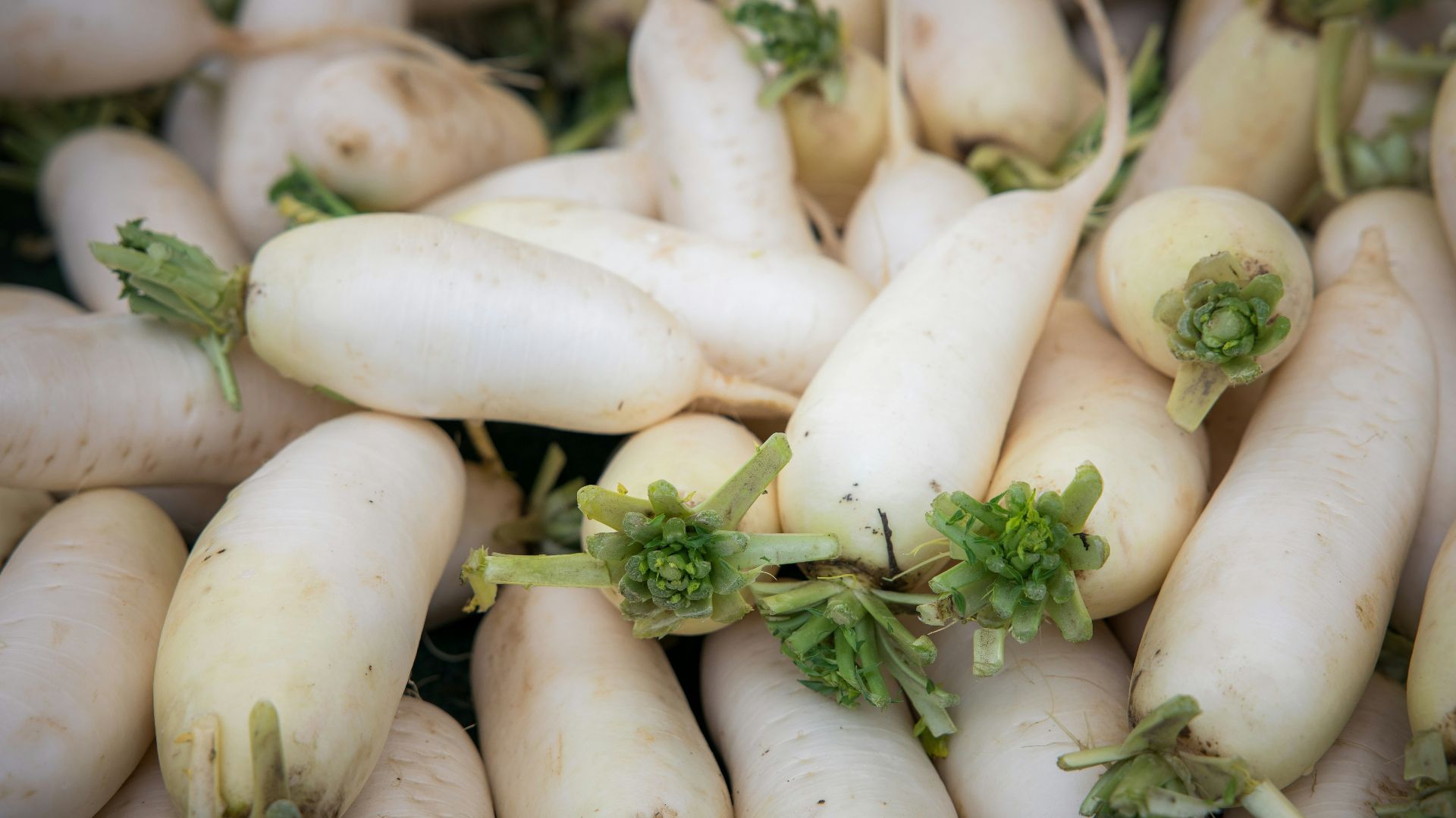 white garlic on green leaves