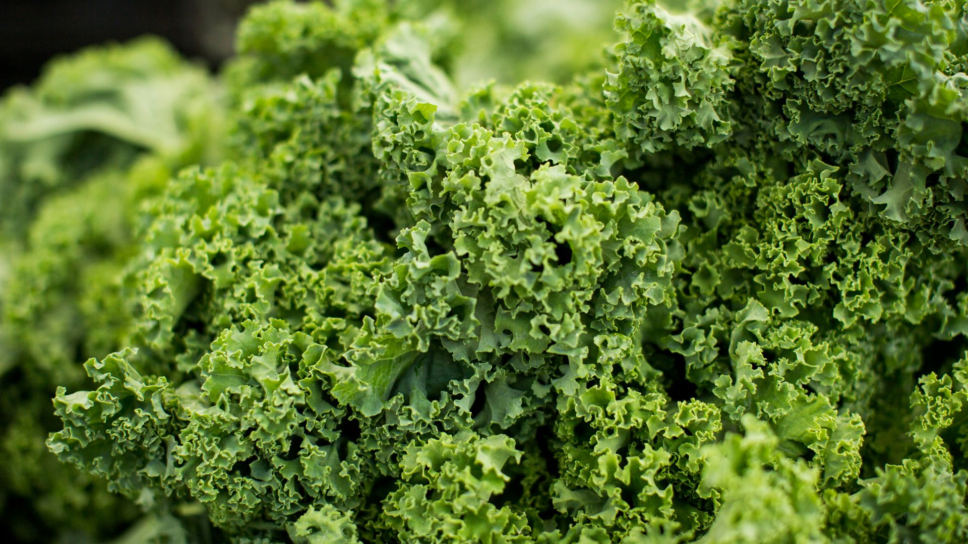 macro shot photography of lettuce