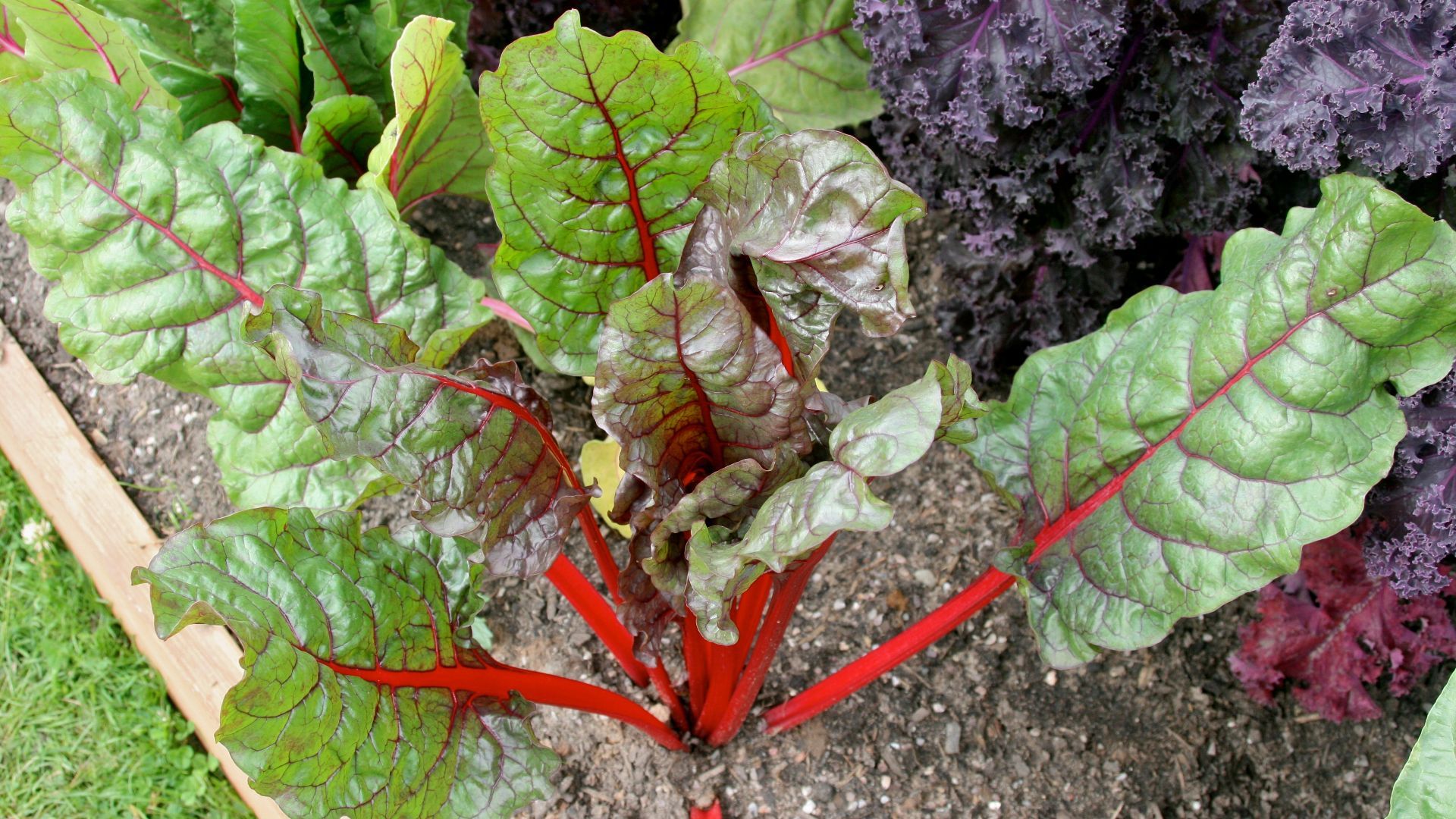 File:Swiss Chard 1.jpg