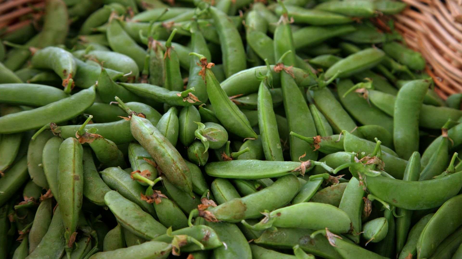 Freshly picked green snap peas fill a basket.