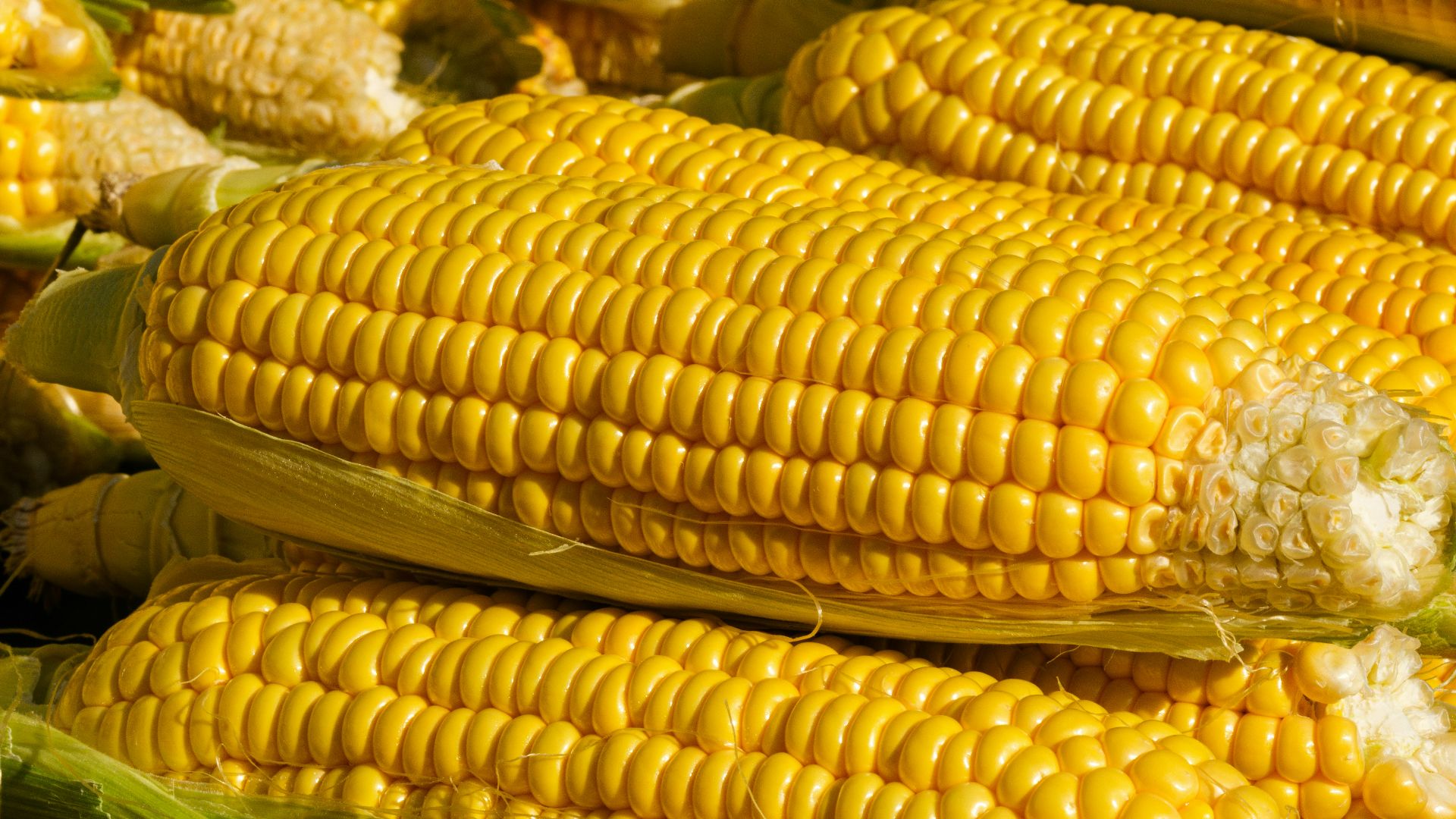 a close up of corn on the cob