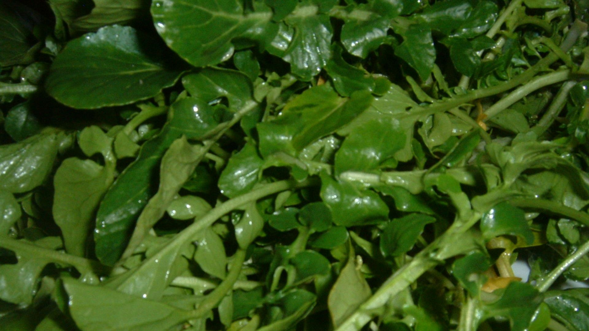 File:Watercress (2).JPG