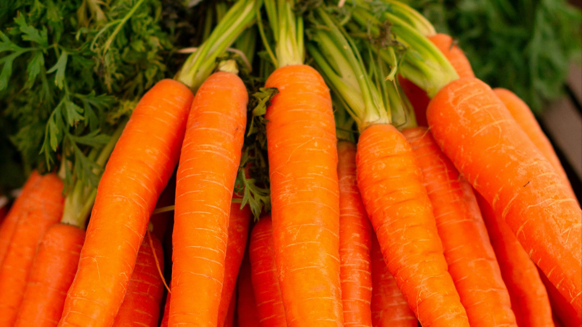 orange carrots on green grass