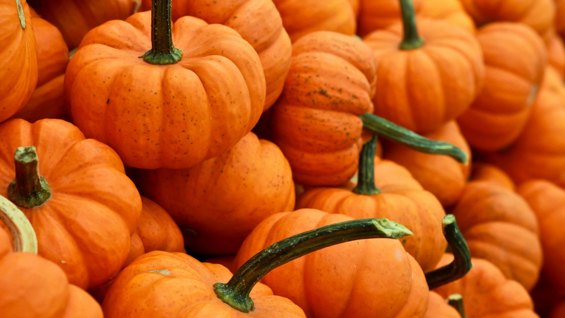 bunch of pumpkin