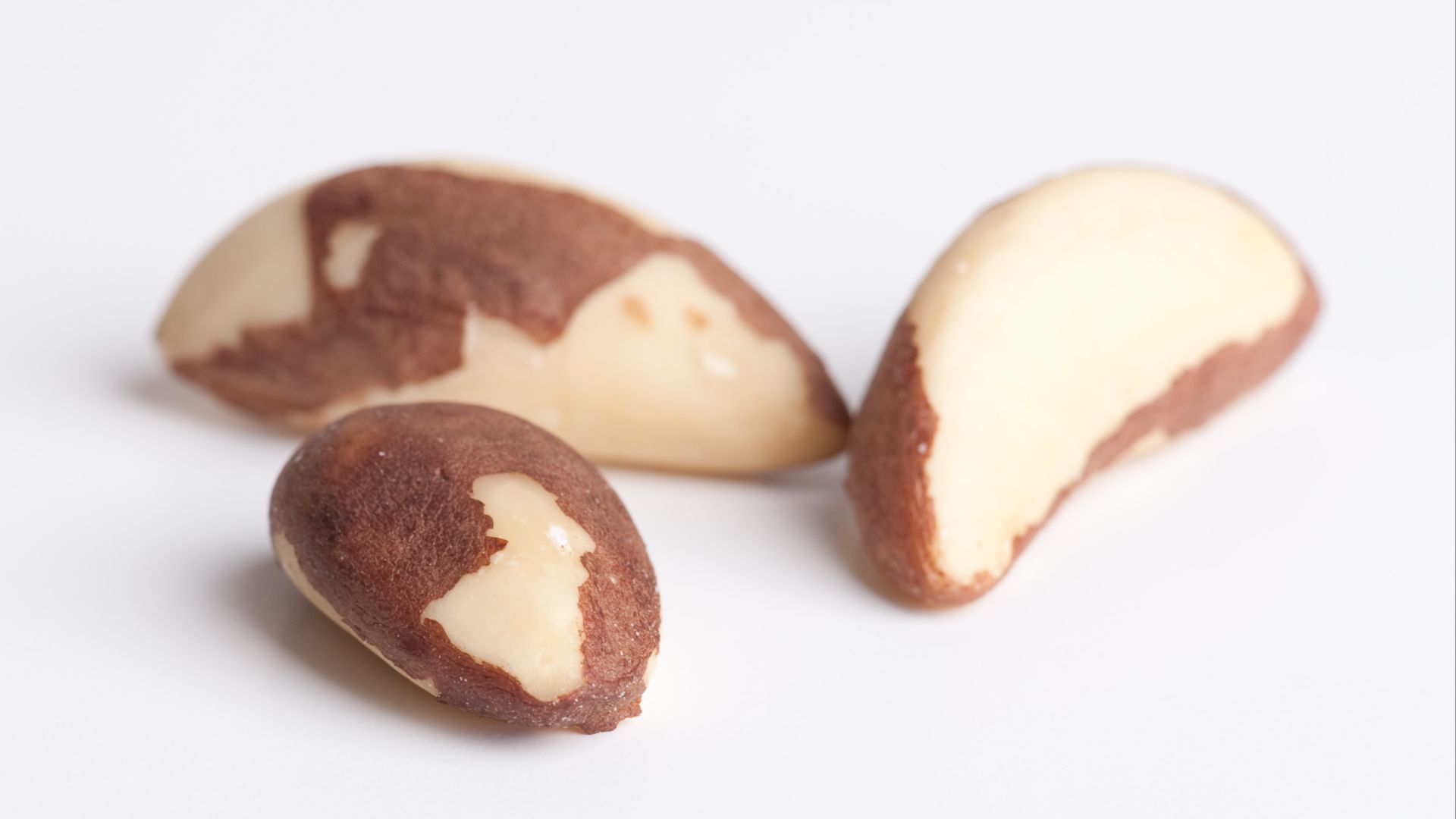 File:Bertholletia excelsa seeds closeup.jpg