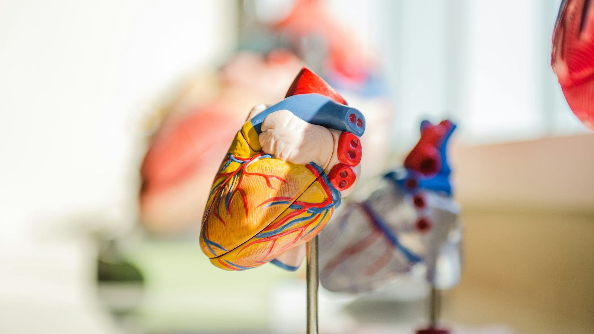 selective focus photography of heart organ illustration