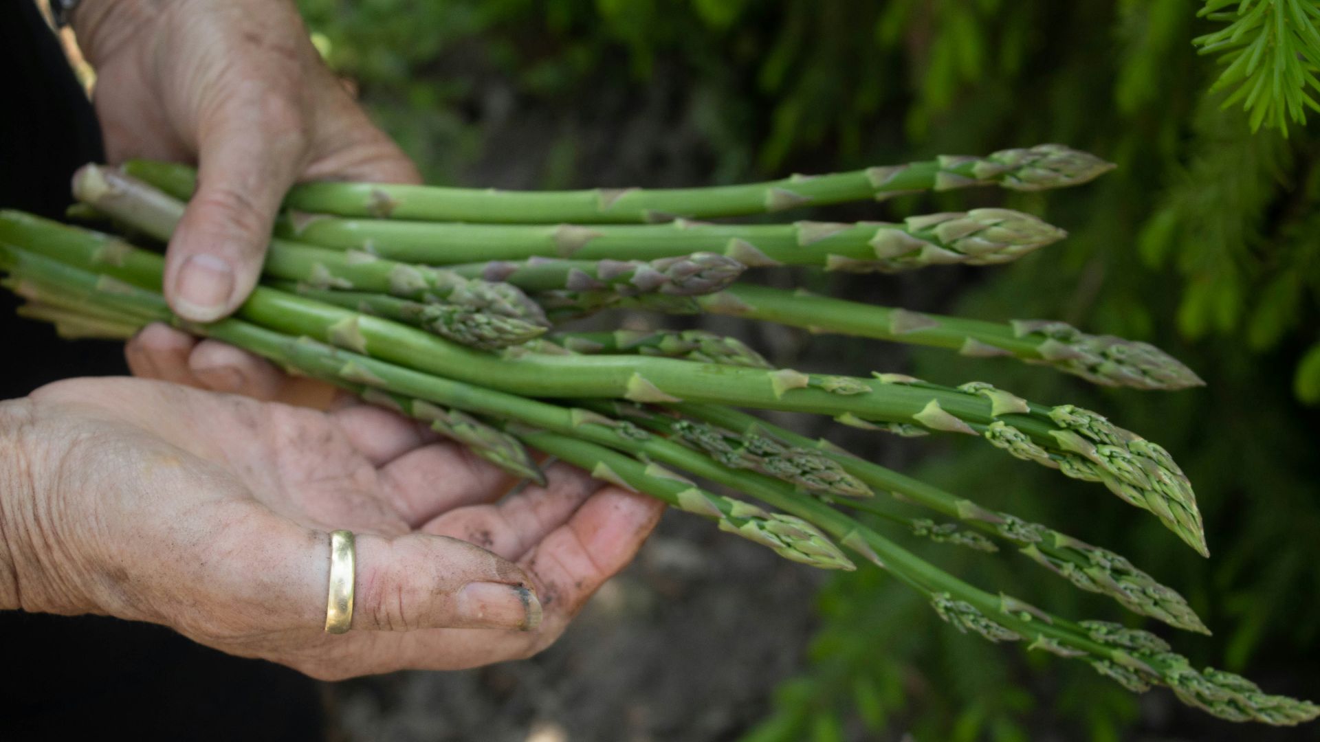 person holding green plant during daytime