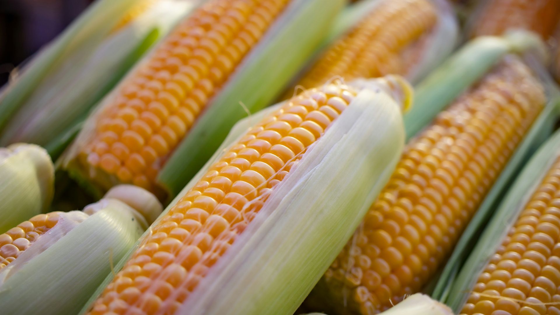 a close up of corn on the cob