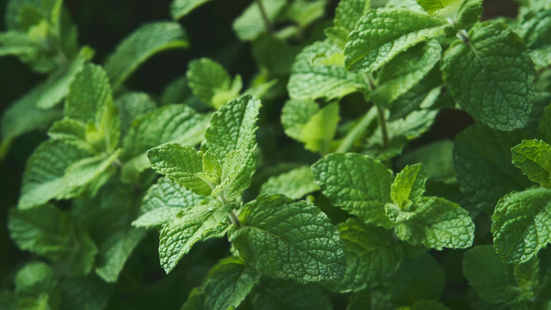 a close up of a plant with green leaves