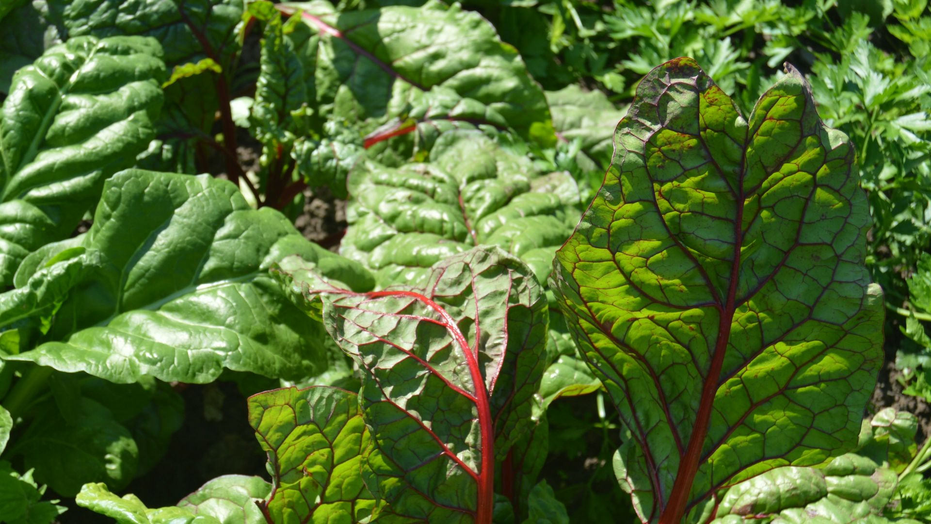 a close up of a green leafy plant in a garden