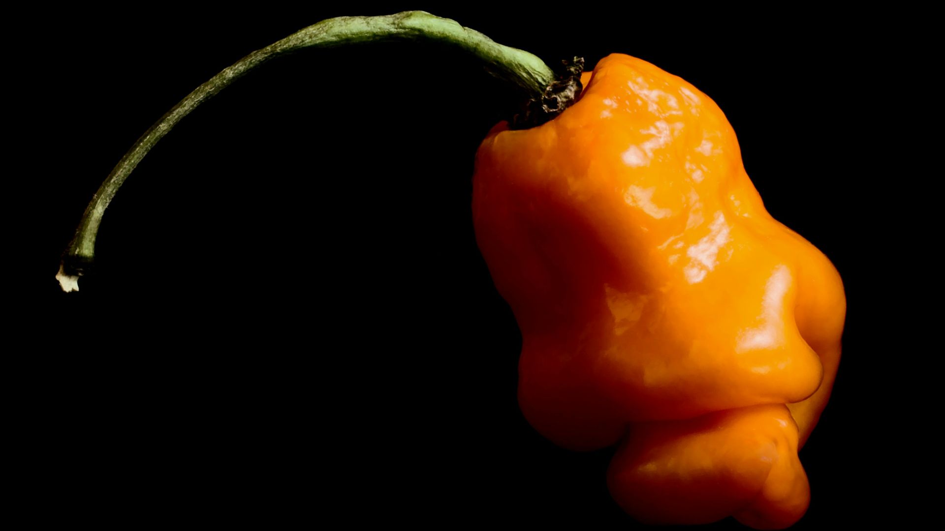 a close up of a pepper on a black background