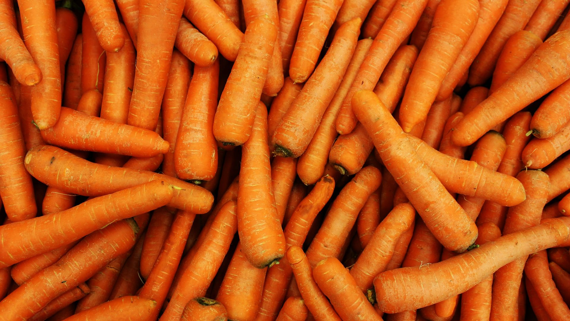 a pile of carrots