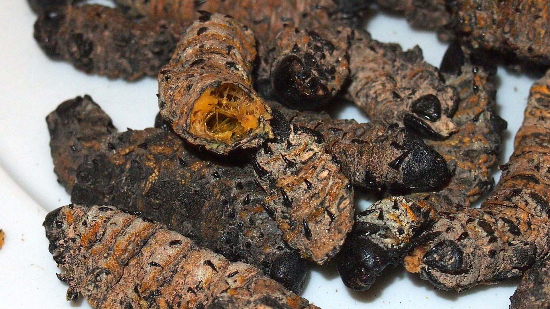 File:Dried, cooked Mopane worms.jpg