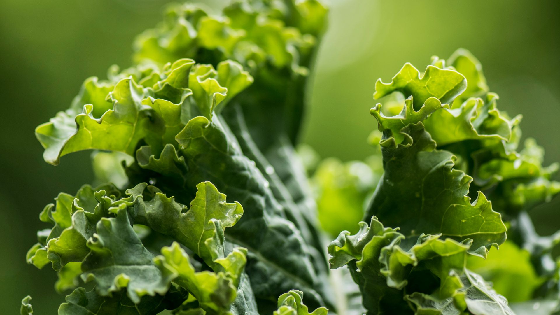 green plant on selective focus photography