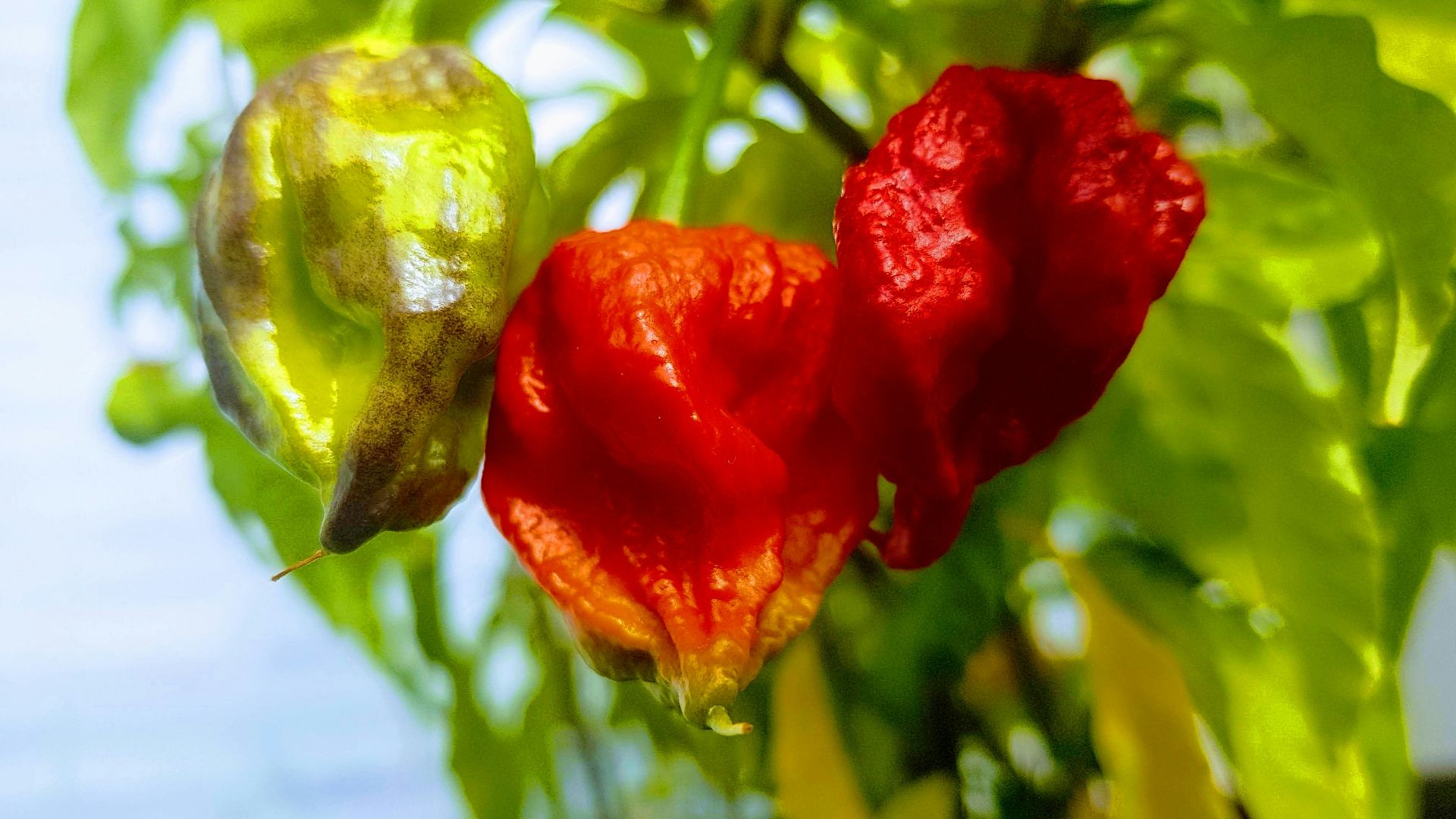 A couple of red flowers hanging from a tree