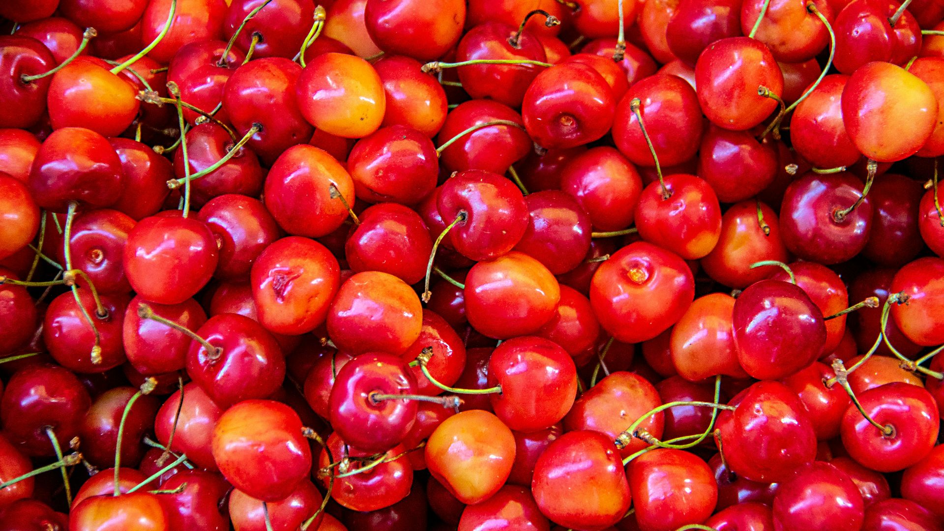 red berry lot