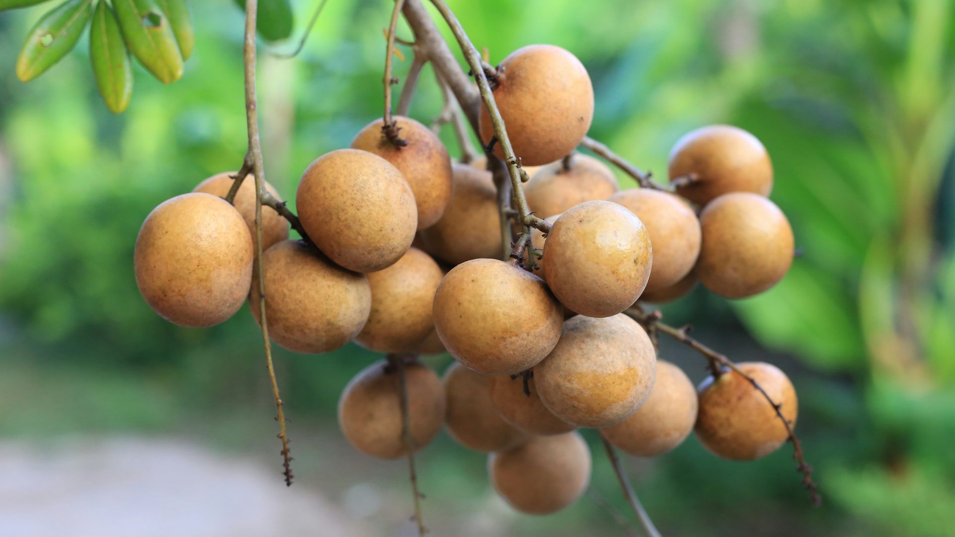 A bunch of fruit hanging from a tree