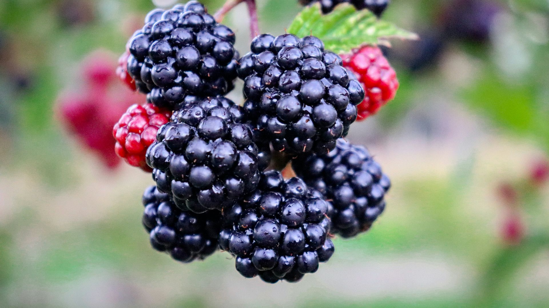 black and red berries in tilt shift lens