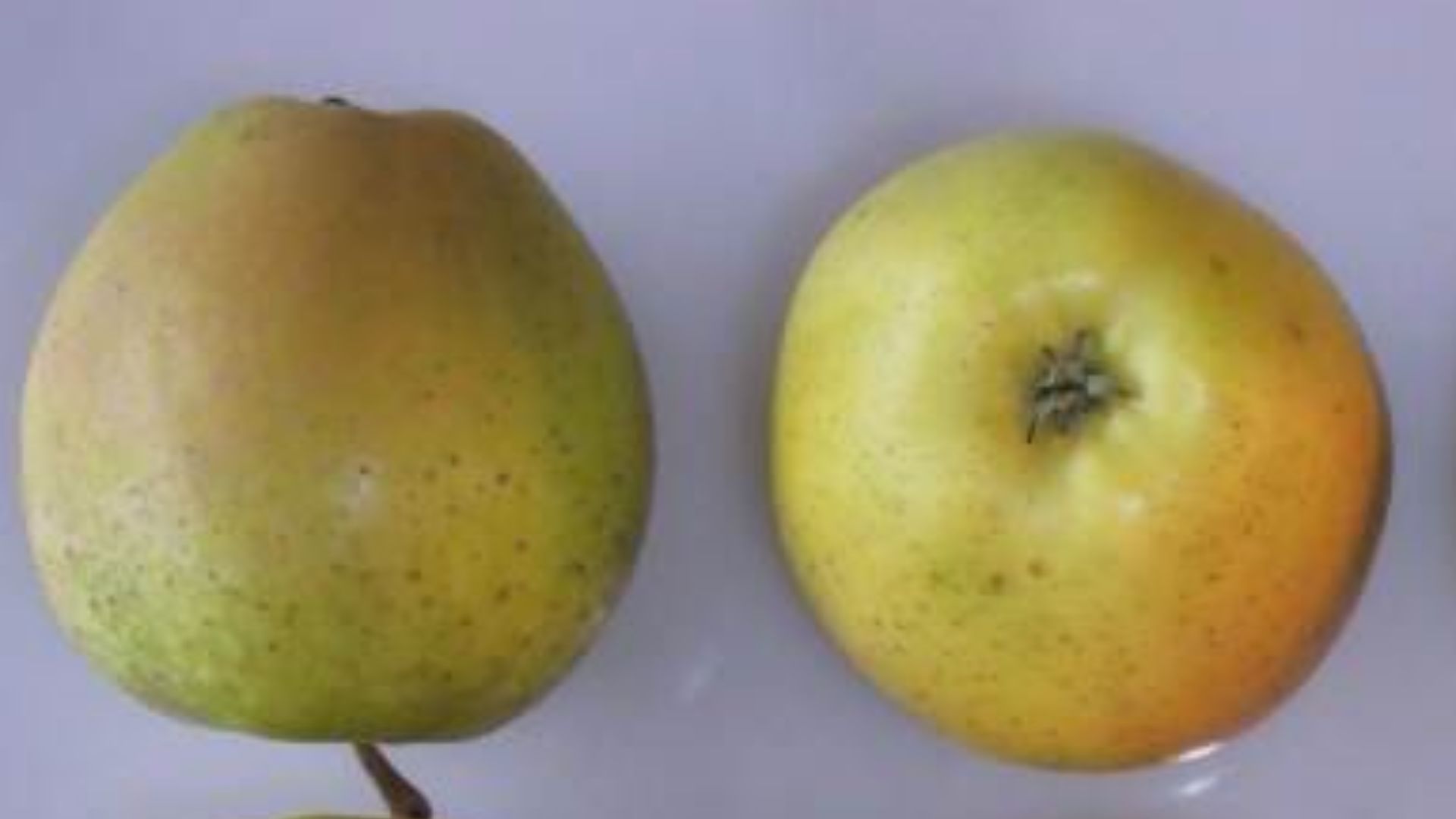 File:Cross section of Orin, National Fruit Collection (acc. 1981-117).jpg