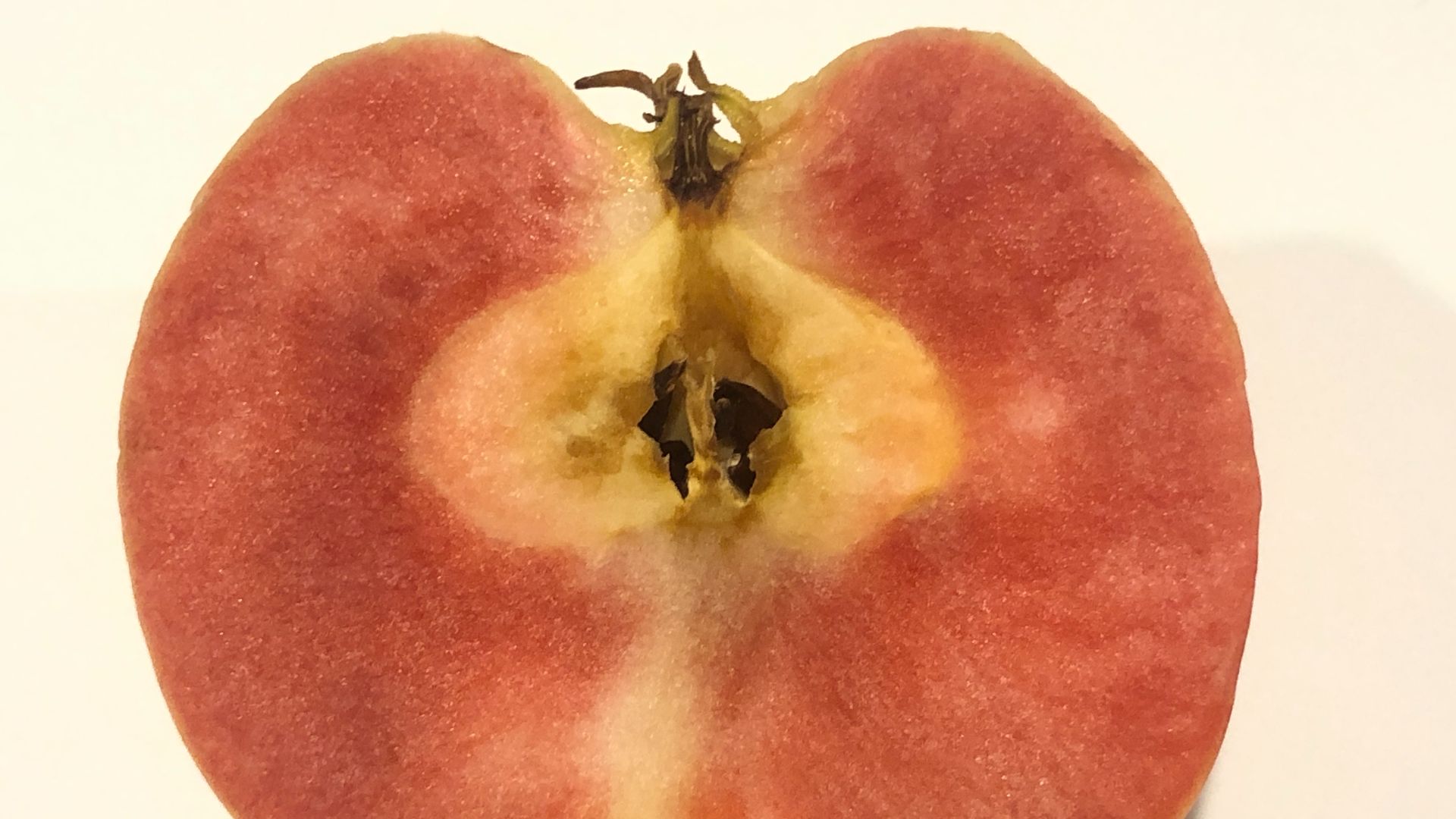 File:2023-12-28 20 40 40 A cross section of a Lucy Glo apple in Ewing Township, Mercer County, New Jersey.jpg